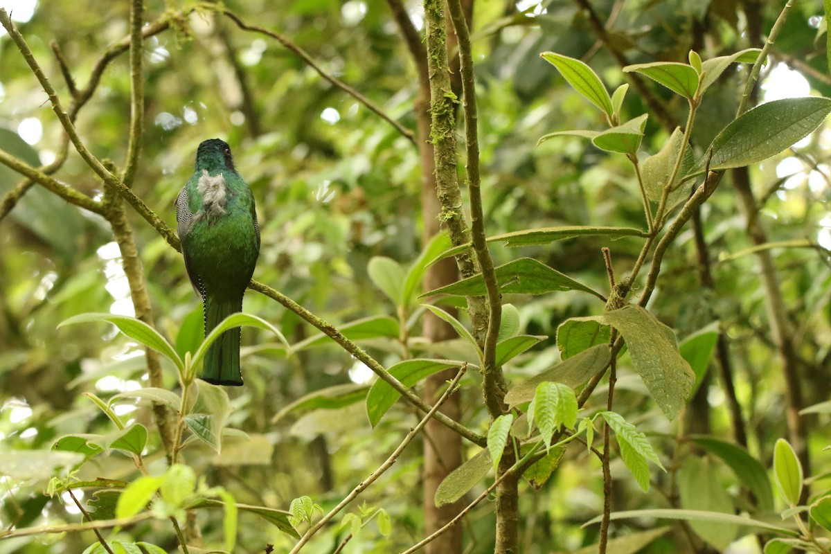 Collared Trogon - ML550434901