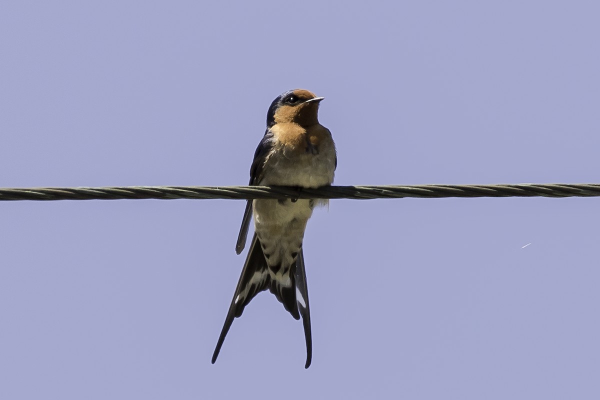 Golondrina Australiana - ML550434941