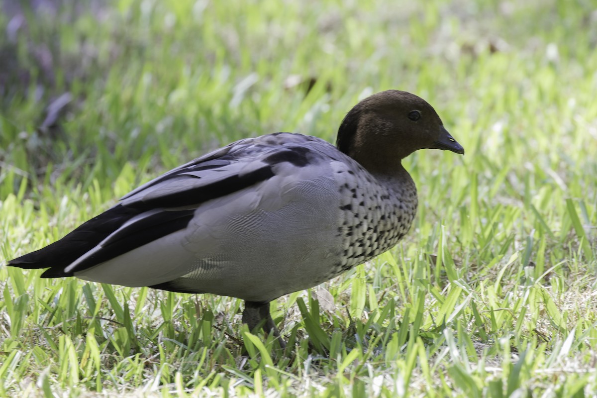 Maned Duck - Sayam U. Chowdhury