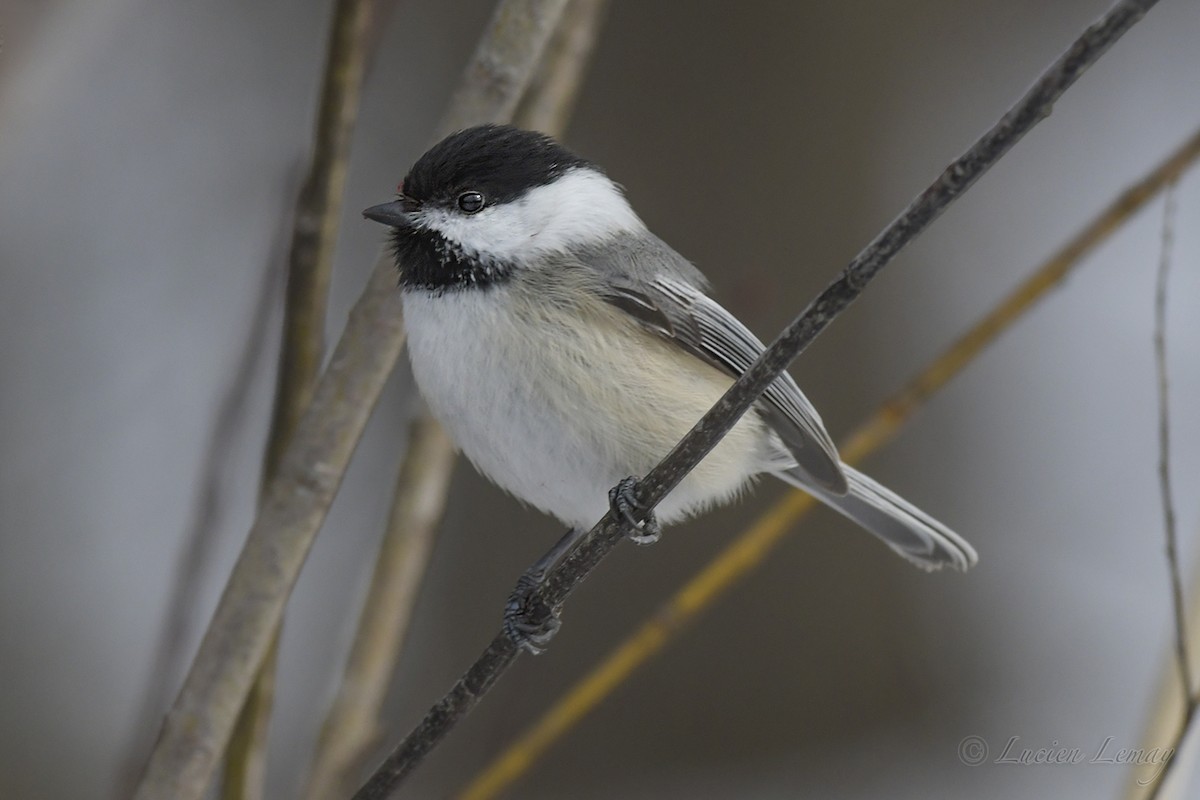 Black-capped Chickadee - Lucien Lemay