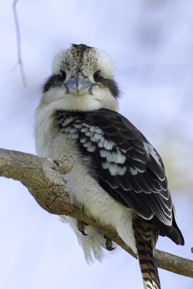 Laughing Kookaburra - ML550436201