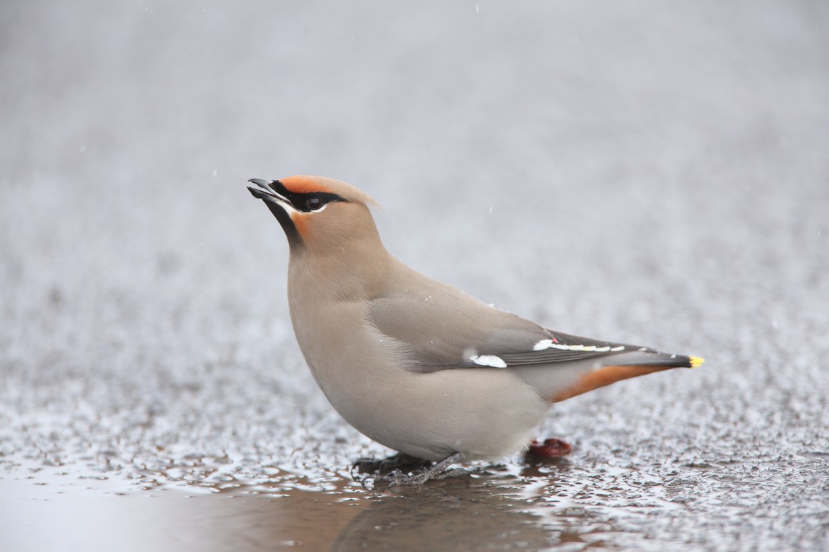 Bohemian Waxwing - ML550436401