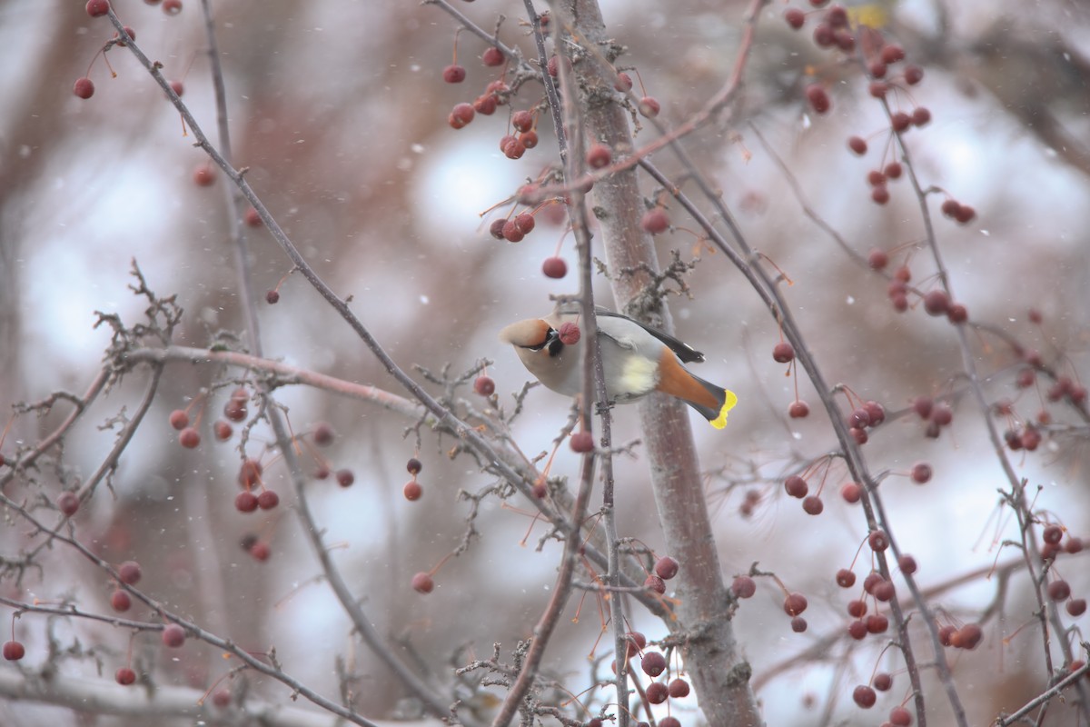 Bohemian Waxwing - ML550436421