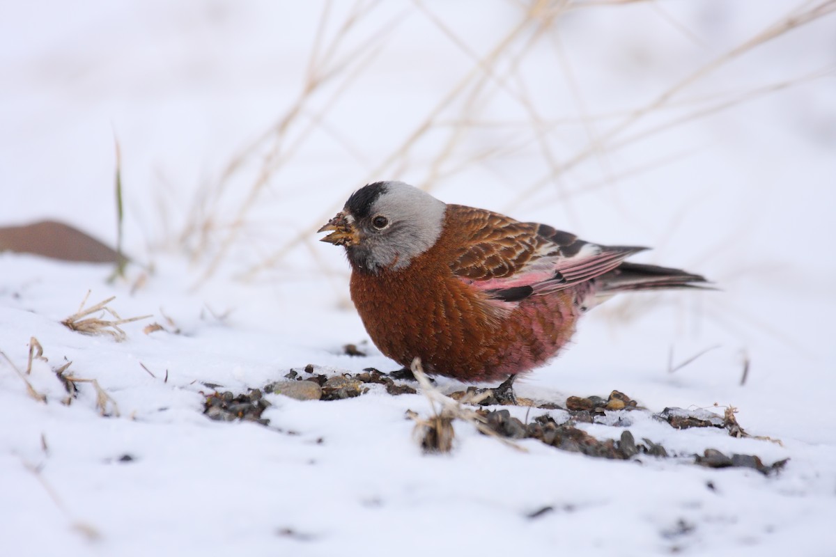Gray-crowned Rosy-Finch - ML550437151