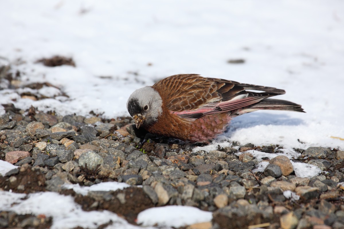 Gray-crowned Rosy-Finch - ML550437161