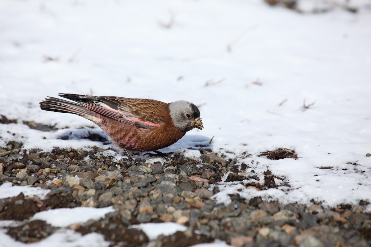 Gray-crowned Rosy-Finch - ML550437171