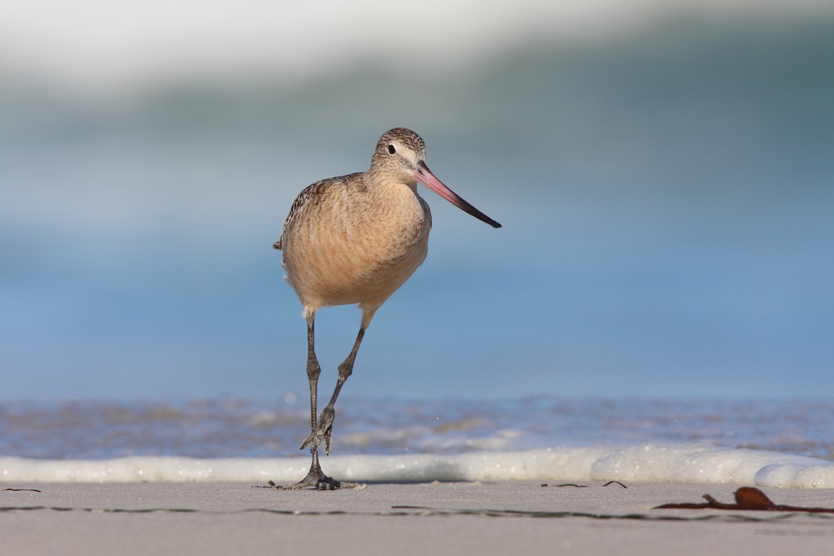 Marbled Godwit - ML550437721