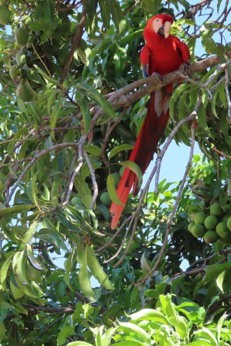 Scarlet Macaw - joan plevin