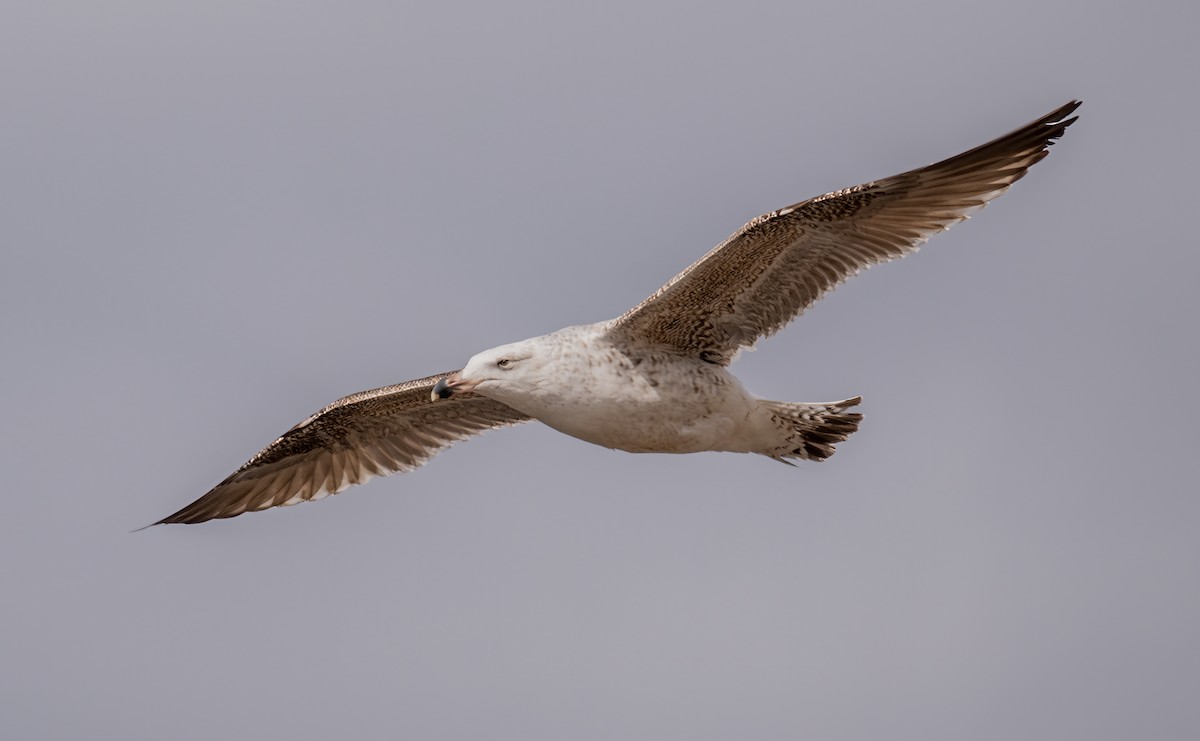 Great Black-backed Gull - Jim Carroll