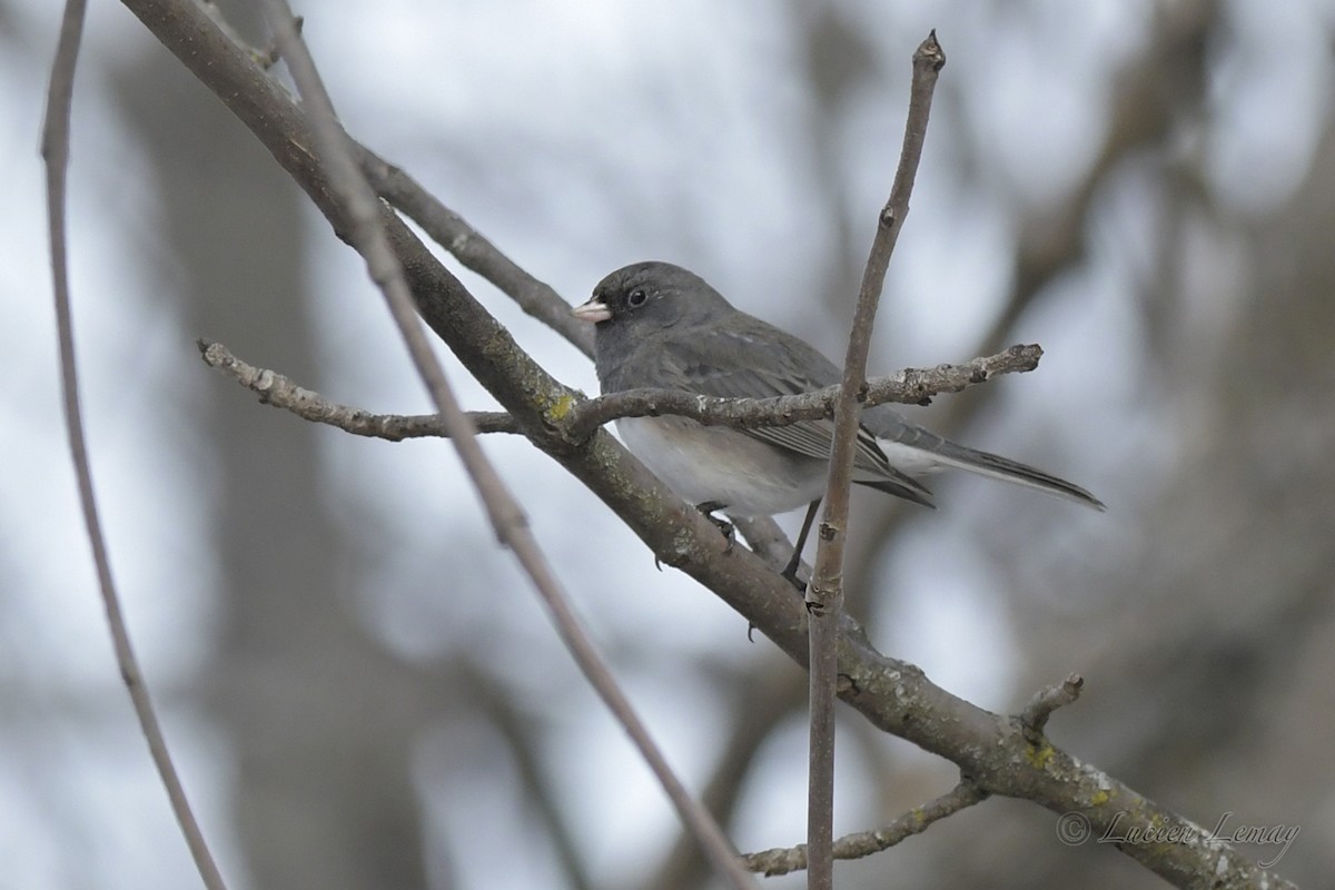 Dark-eyed Junco - Lucien Lemay