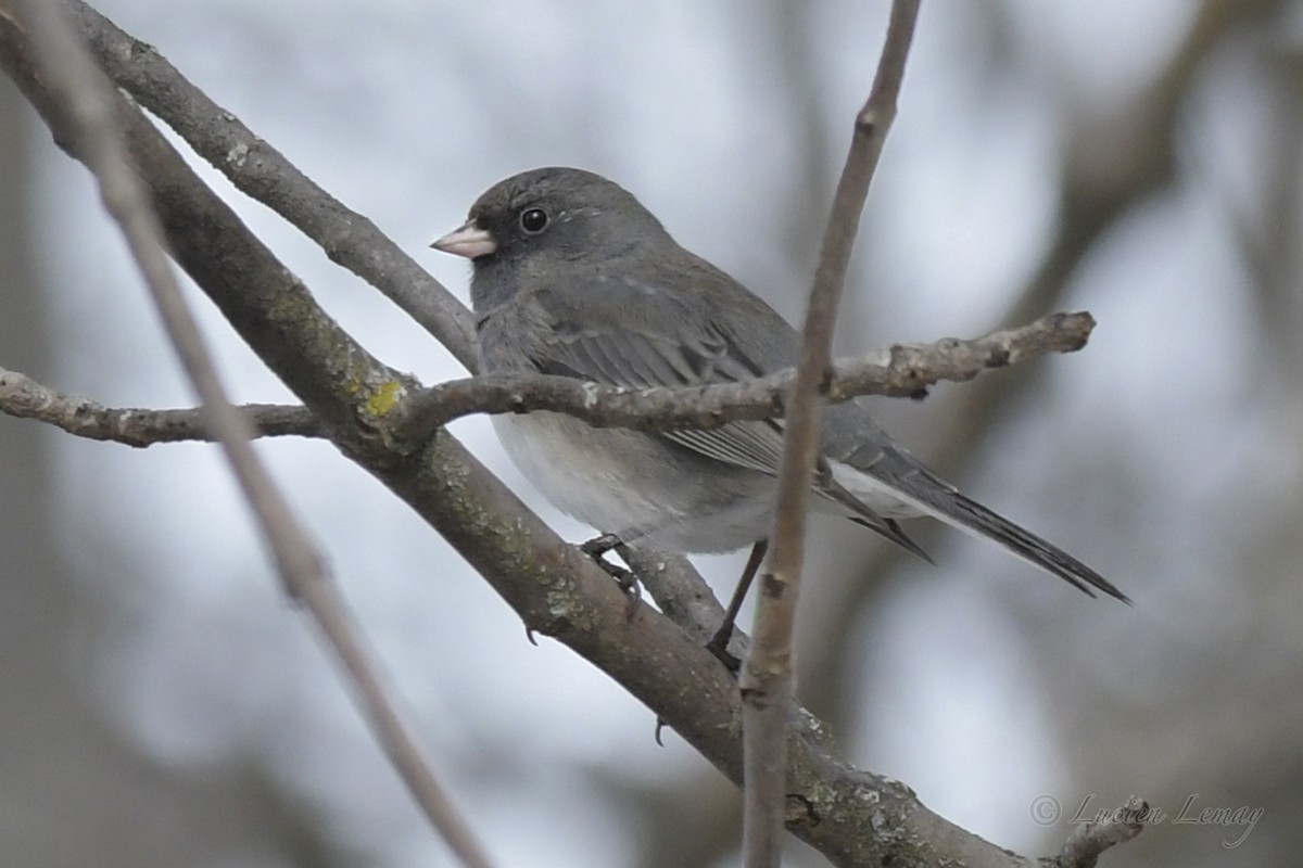 Dark-eyed Junco - ML550440041