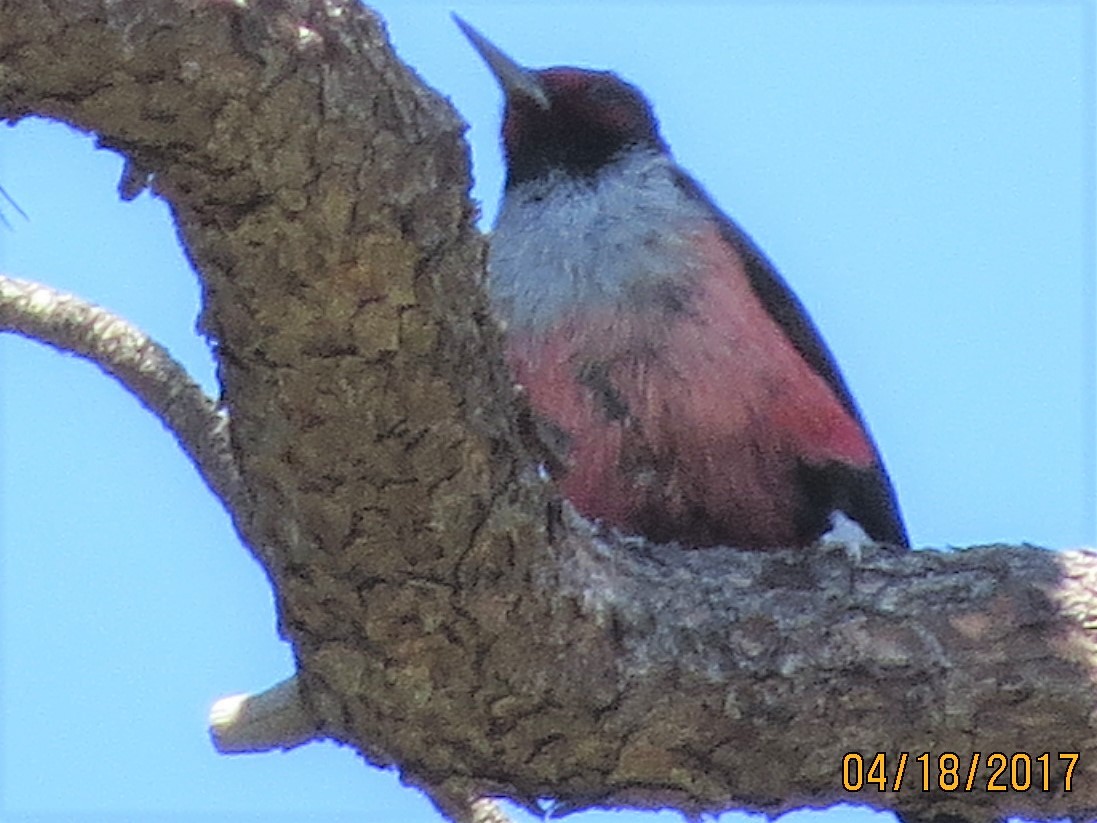 Lewis's Woodpecker - ML55044101