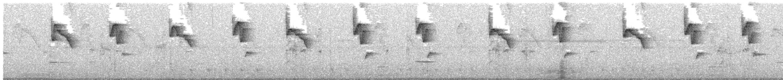 Клинохвостый колибри-отшельник - ML550441371