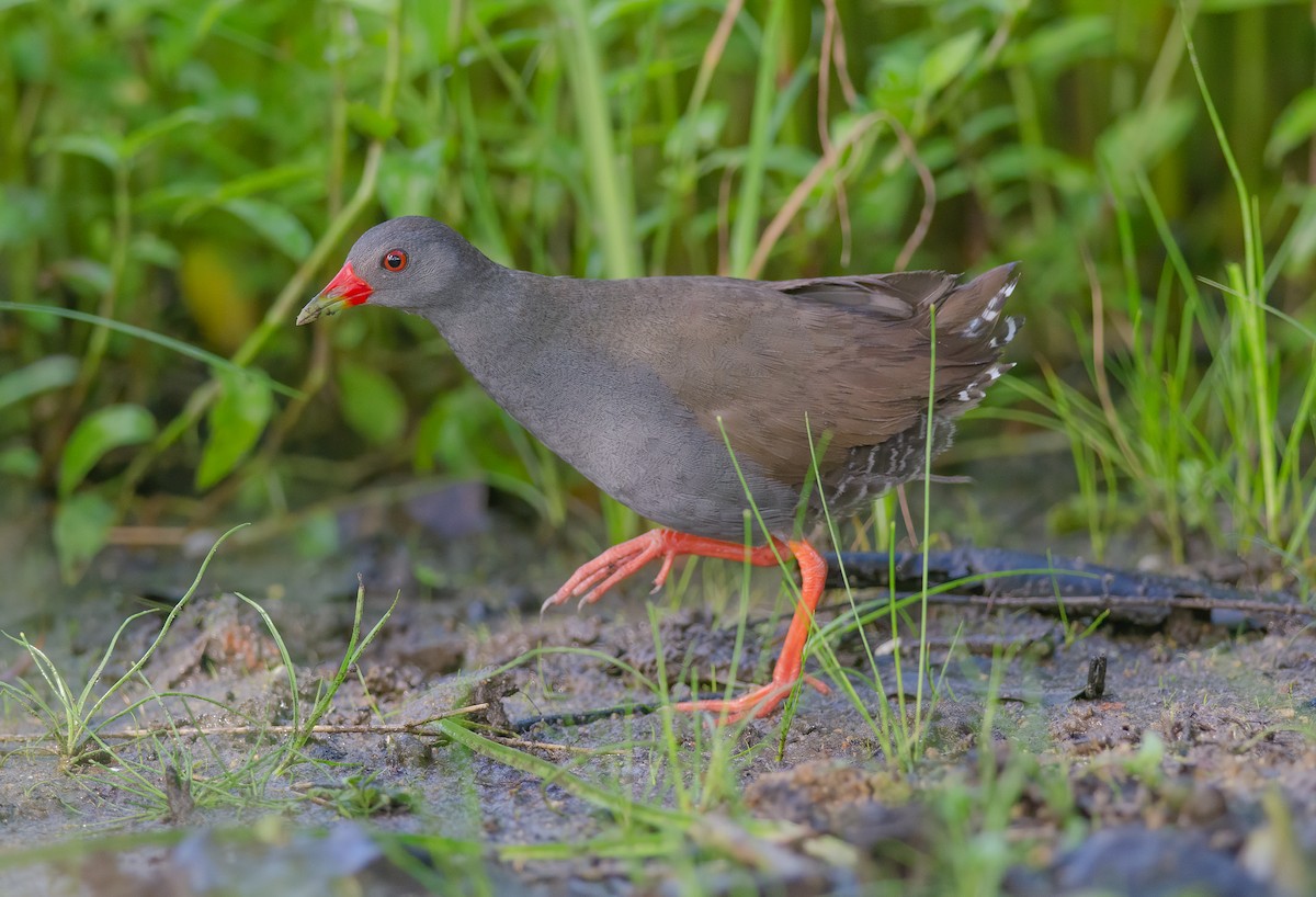 Paint-billed Crake - ML550442031