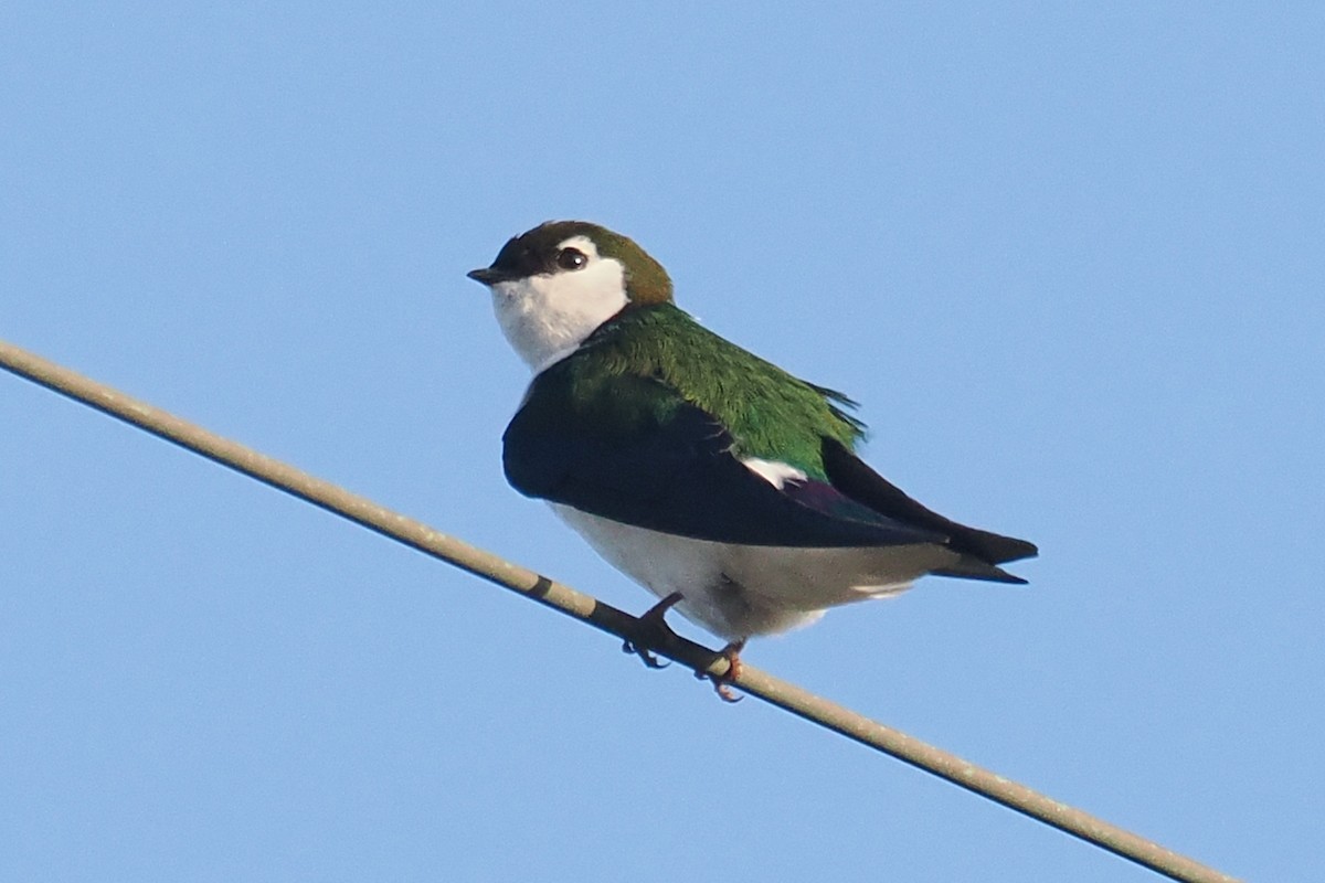 Violet-green Swallow - ML550442201