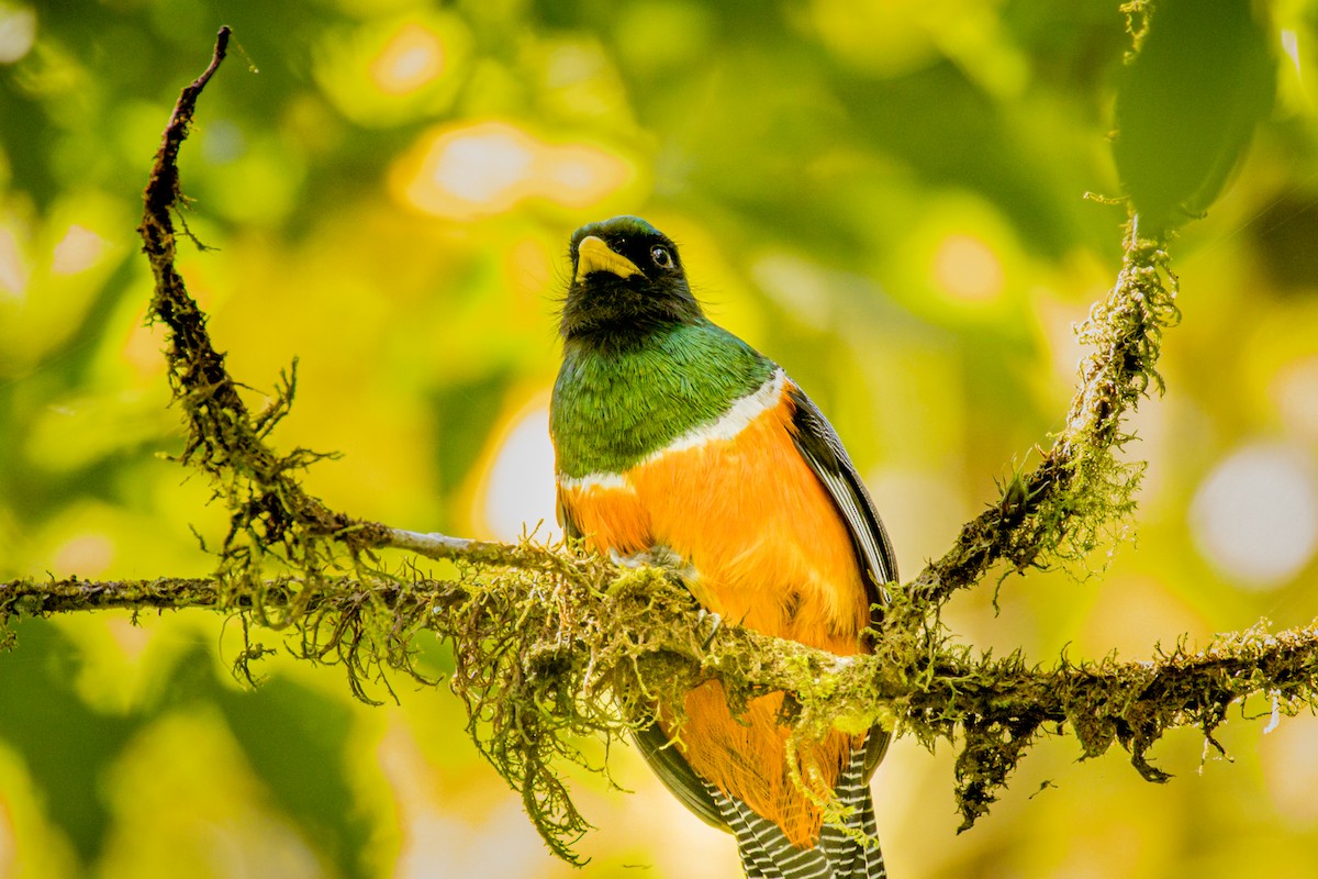 Collared Trogon (Orange-bellied) - ML550442311