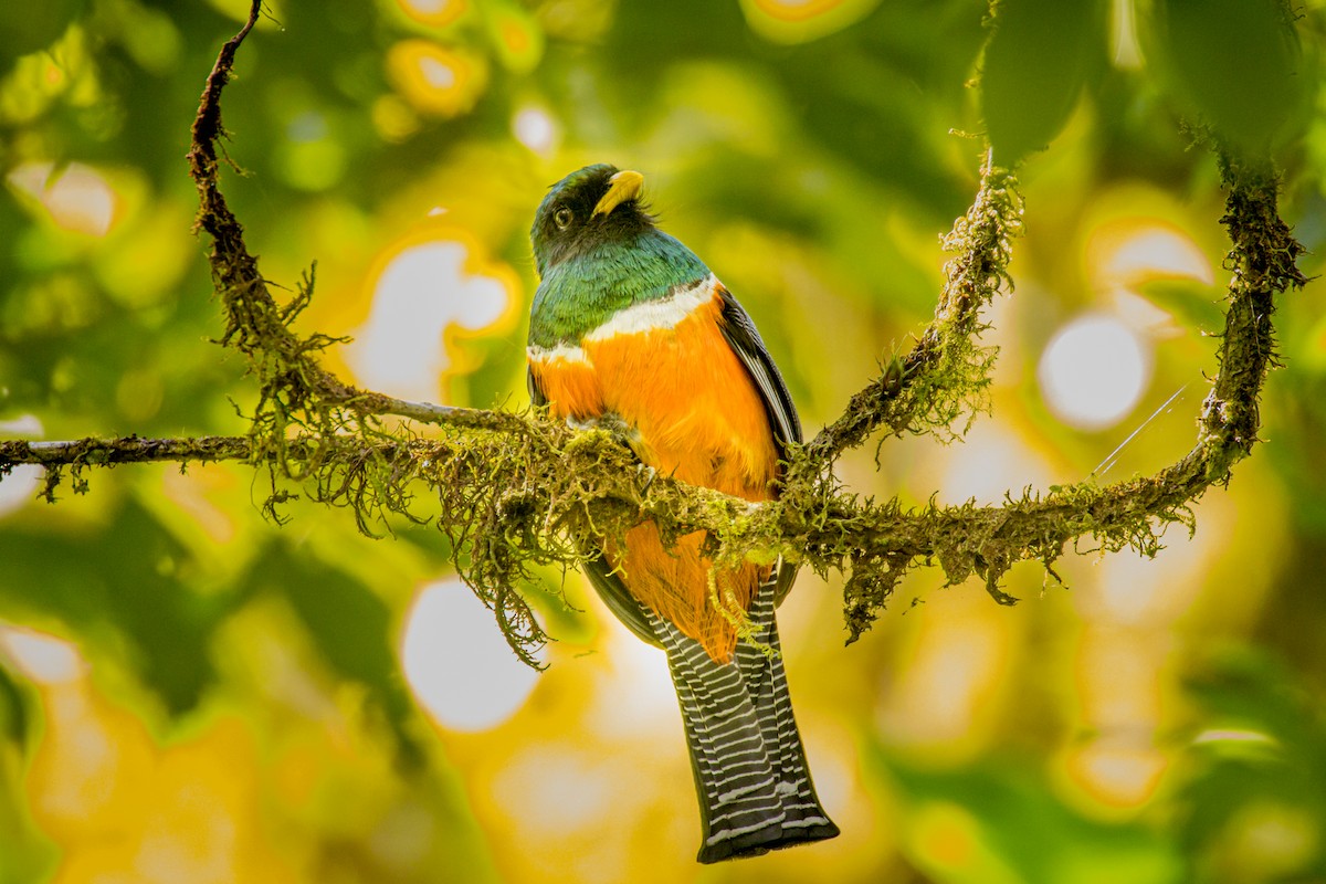 Collared Trogon (Orange-bellied) - ML550442321