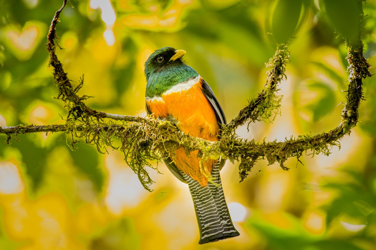 Collared Trogon (Orange-bellied) - ML550442331