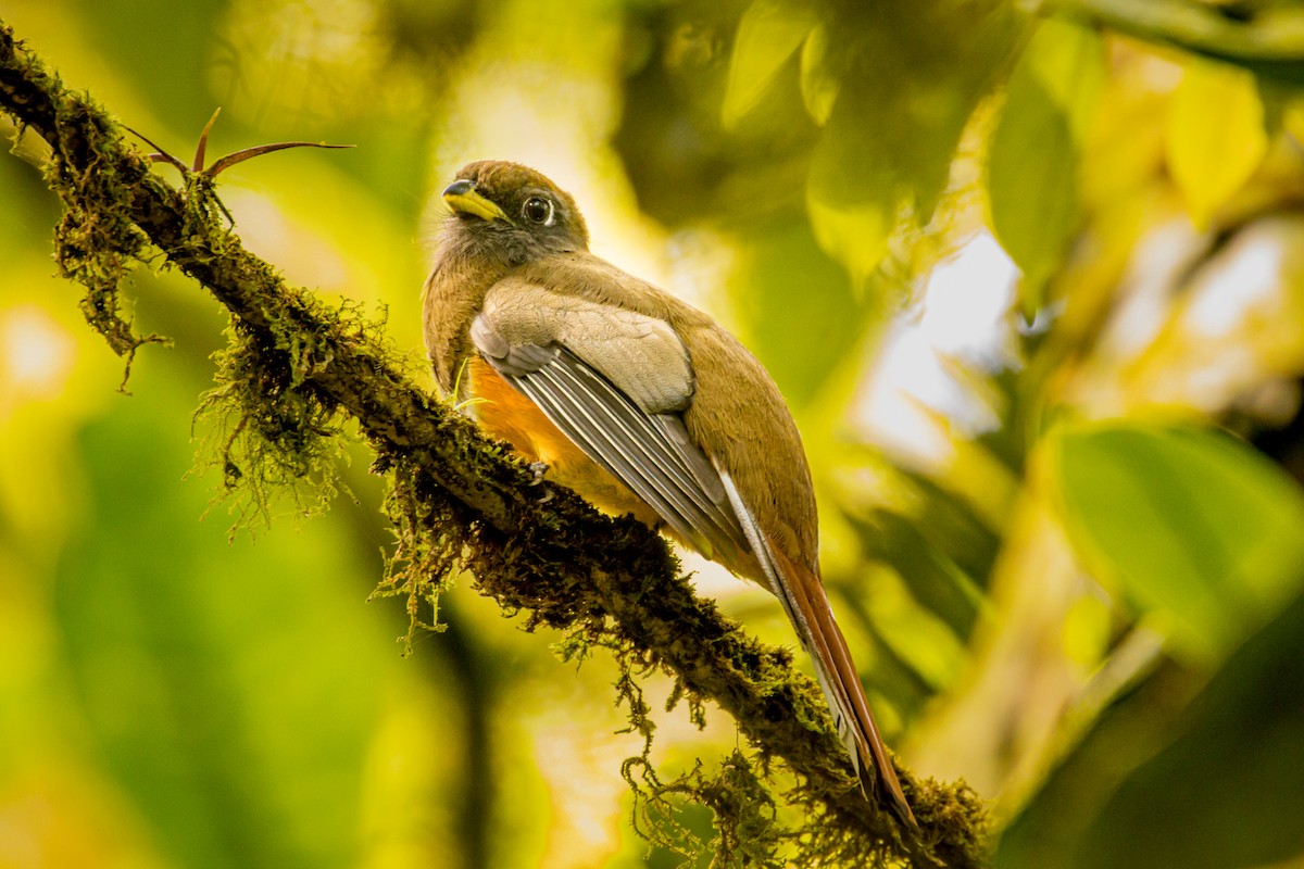 Halkalı Trogon (aurantiiventris/underwoodi) - ML550442381