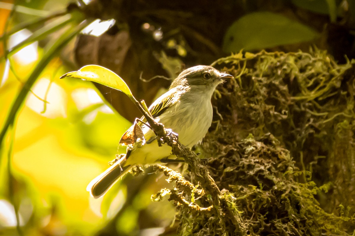 Mistletoe Tyrannulet - ML550442621