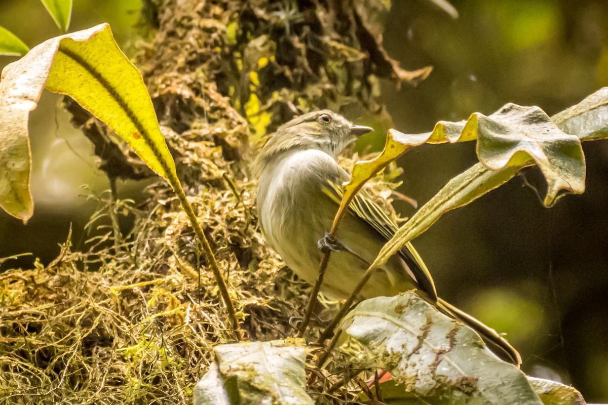 Mistletoe Tyrannulet - ML550442631