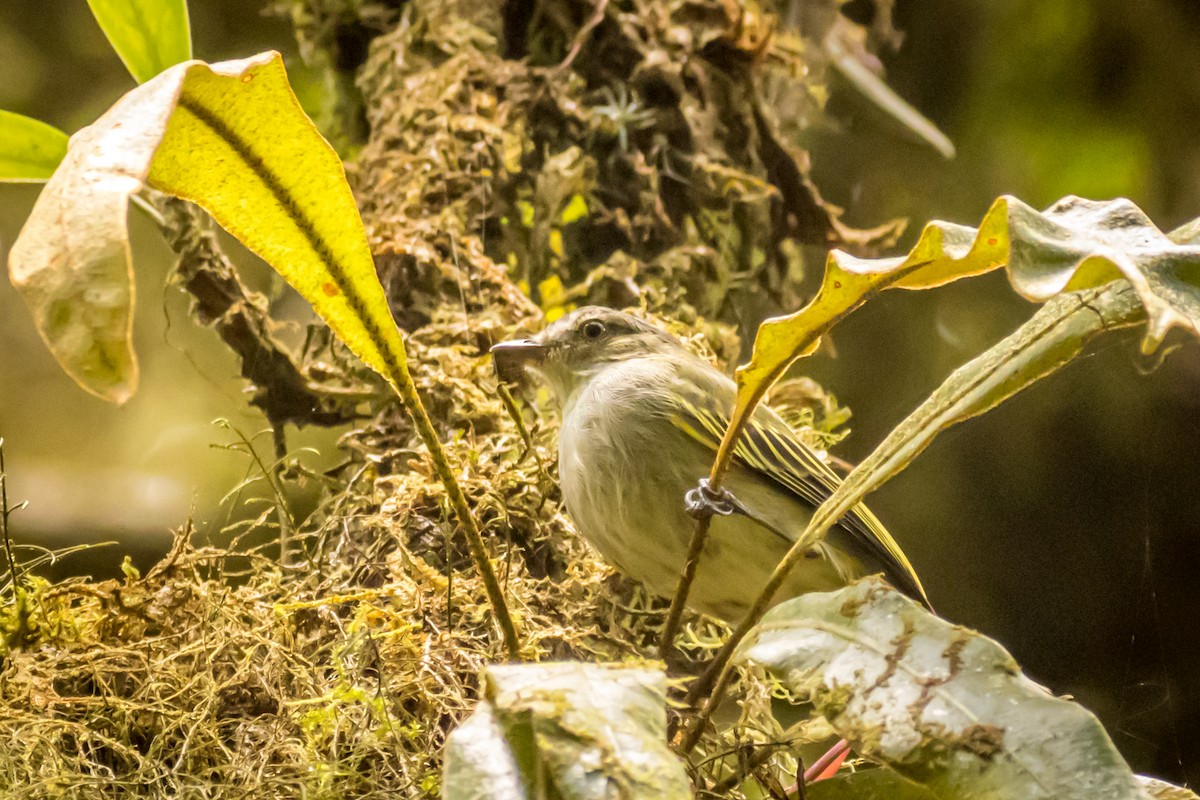 Mistletoe Tyrannulet - ML550442641