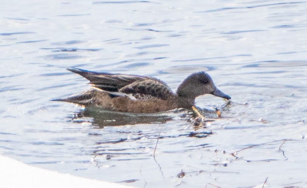 American Wigeon - ML550443681