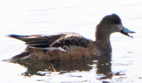 American Wigeon - ML550443701