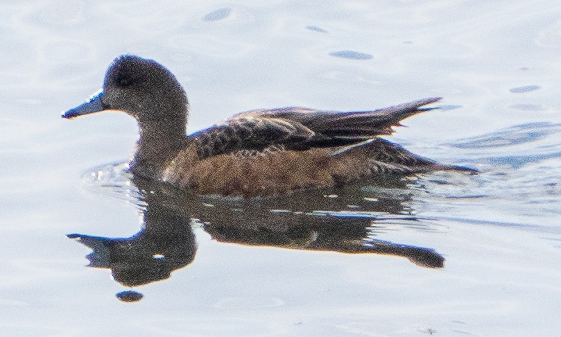 American Wigeon - Boomer Hesley