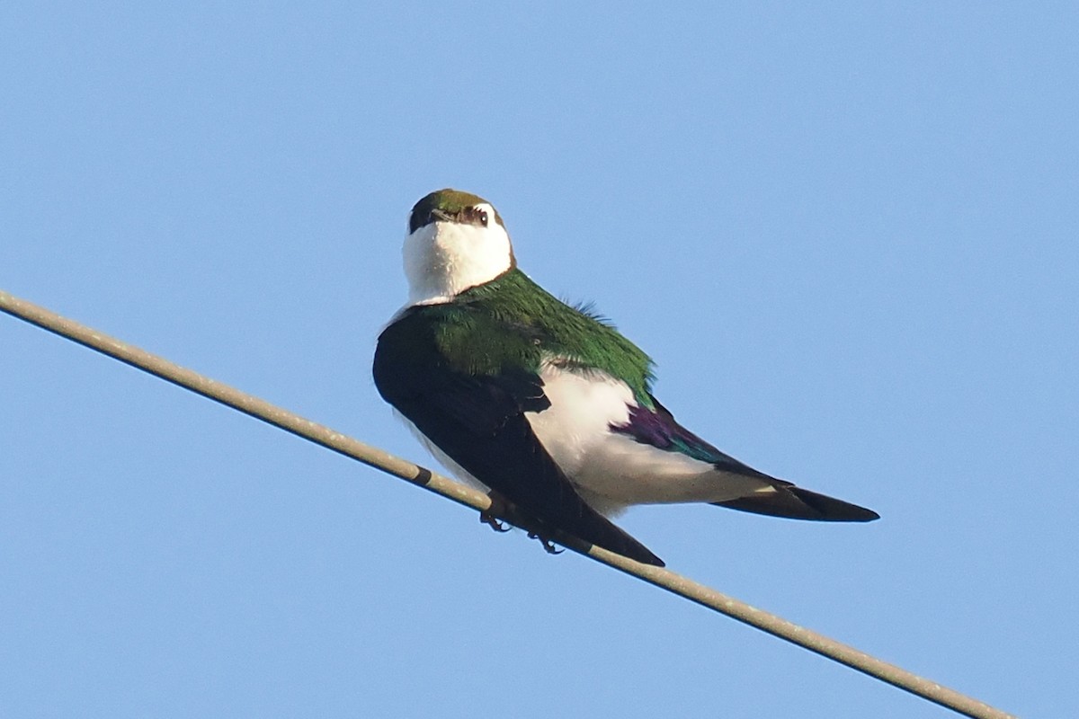Violet-green Swallow - ML550443851