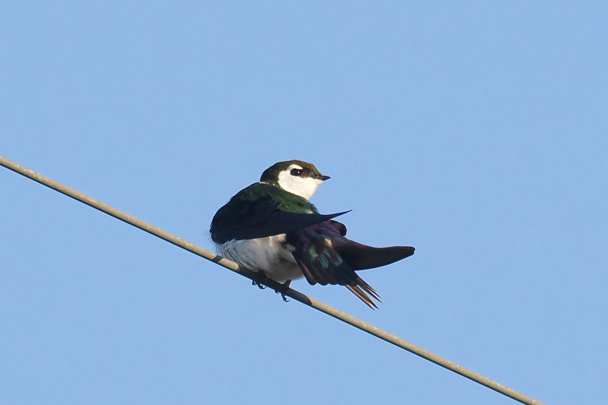 Violet-green Swallow - ML550443871