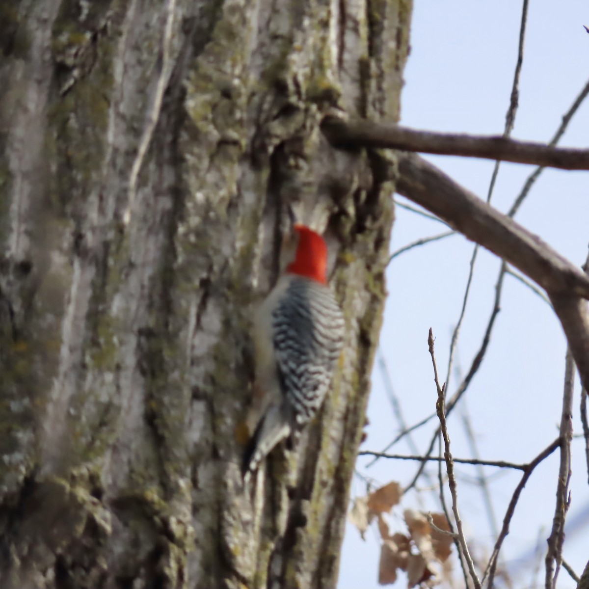 Red-bellied Woodpecker - ML550444251