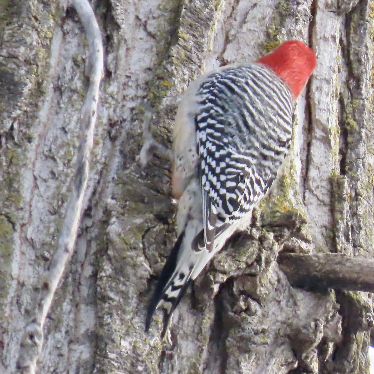 Red-bellied Woodpecker - ML550444261
