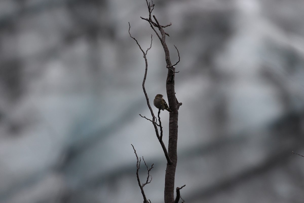 White-crested Elaenia - Lauri Mattle