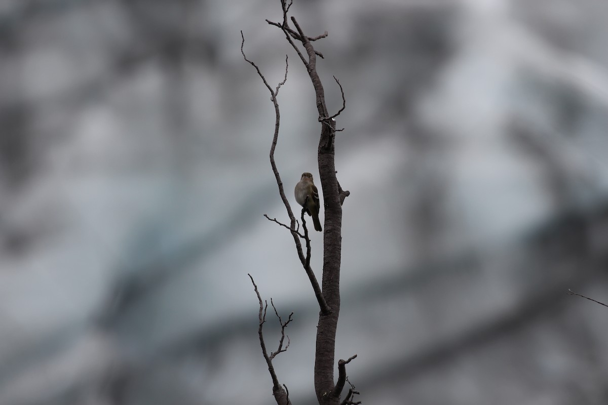 White-crested Elaenia - Lauri Mattle