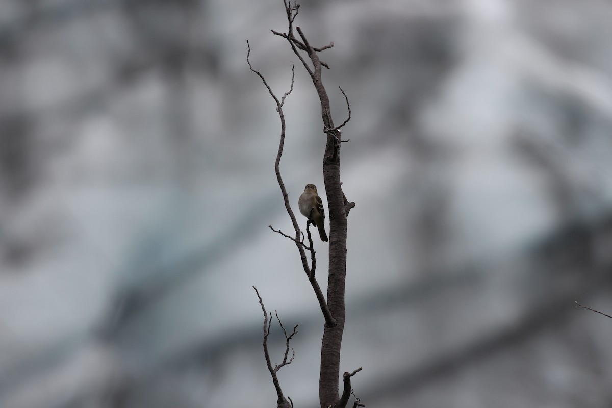 White-crested Elaenia - Lauri Mattle