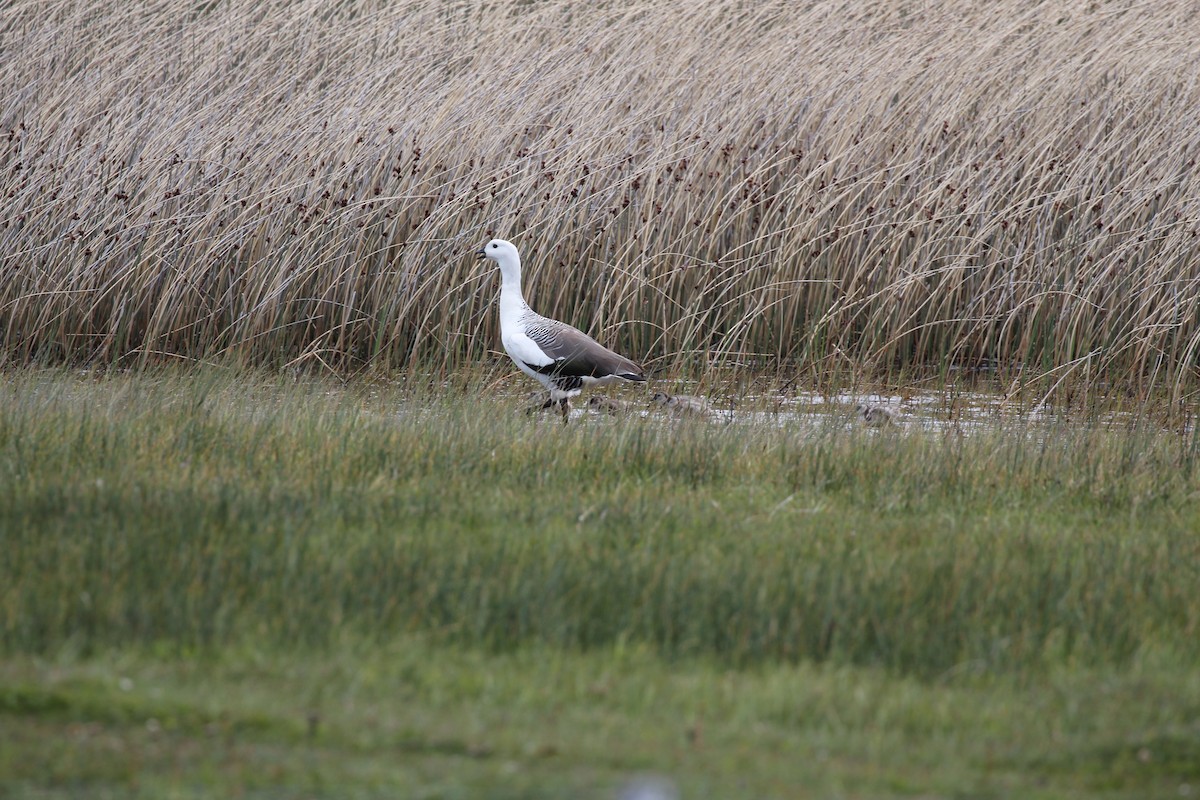 Upland Goose - ML550444741