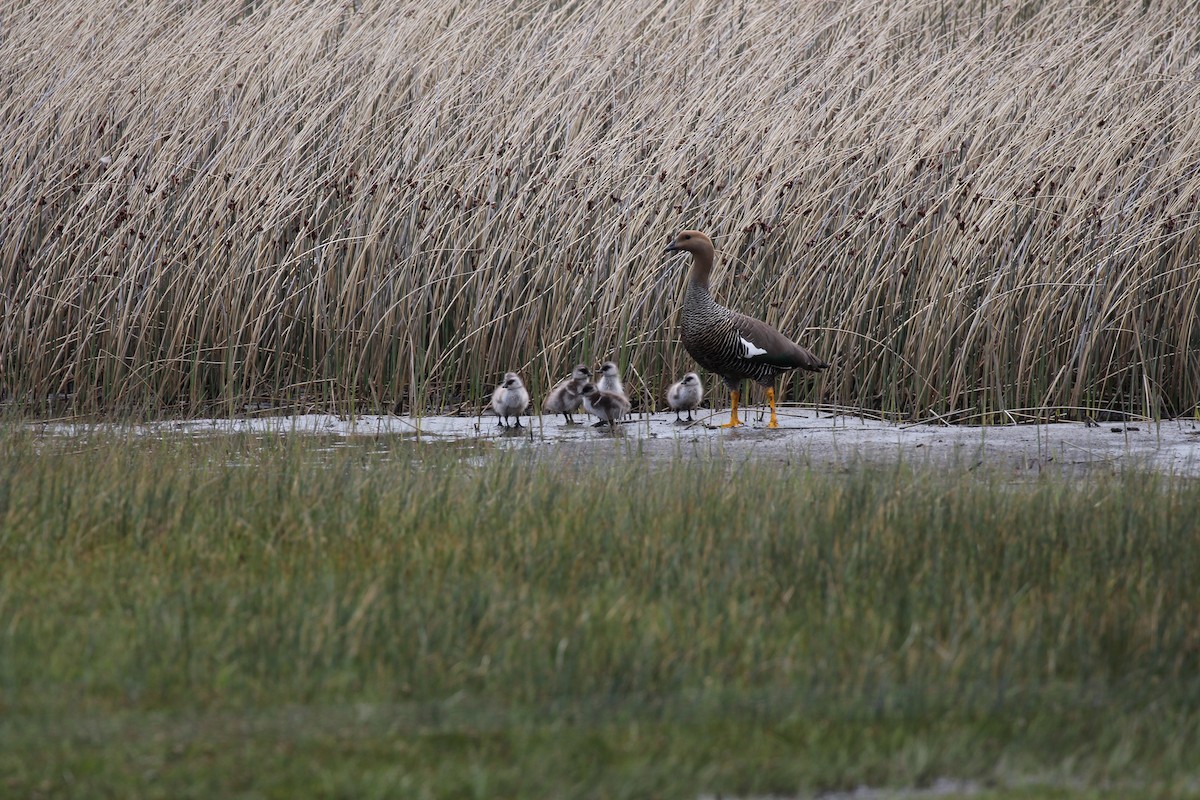 Upland Goose - ML550445241