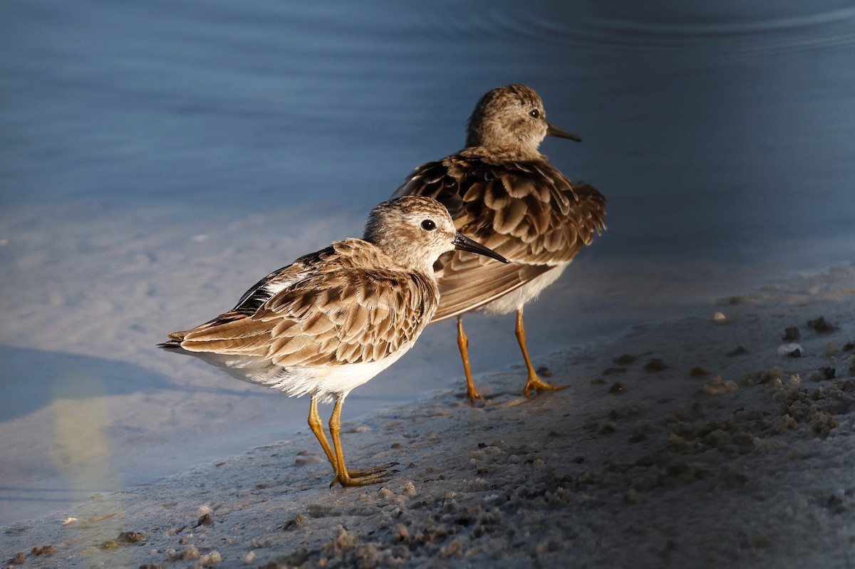 Least Sandpiper - ML550449711