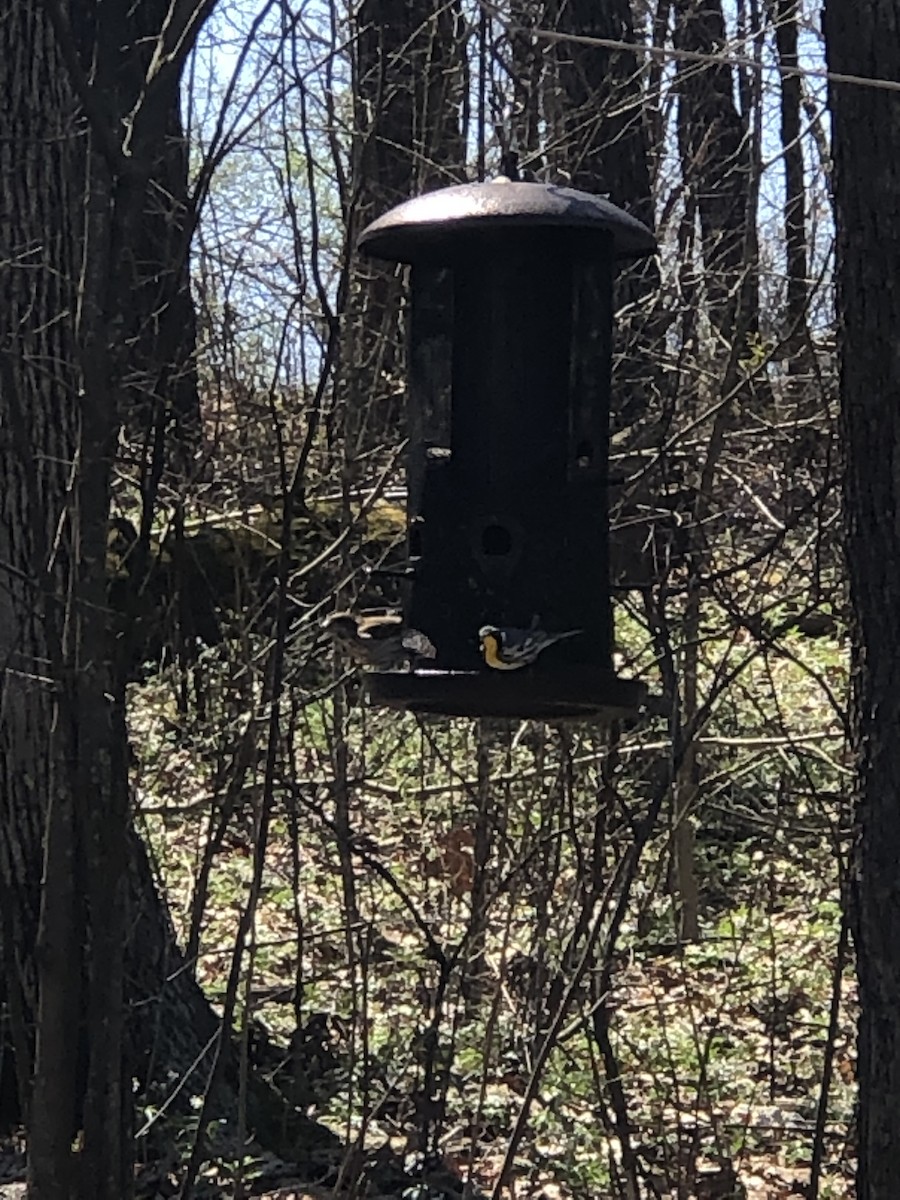 Yellow-throated Warbler - ML550450391