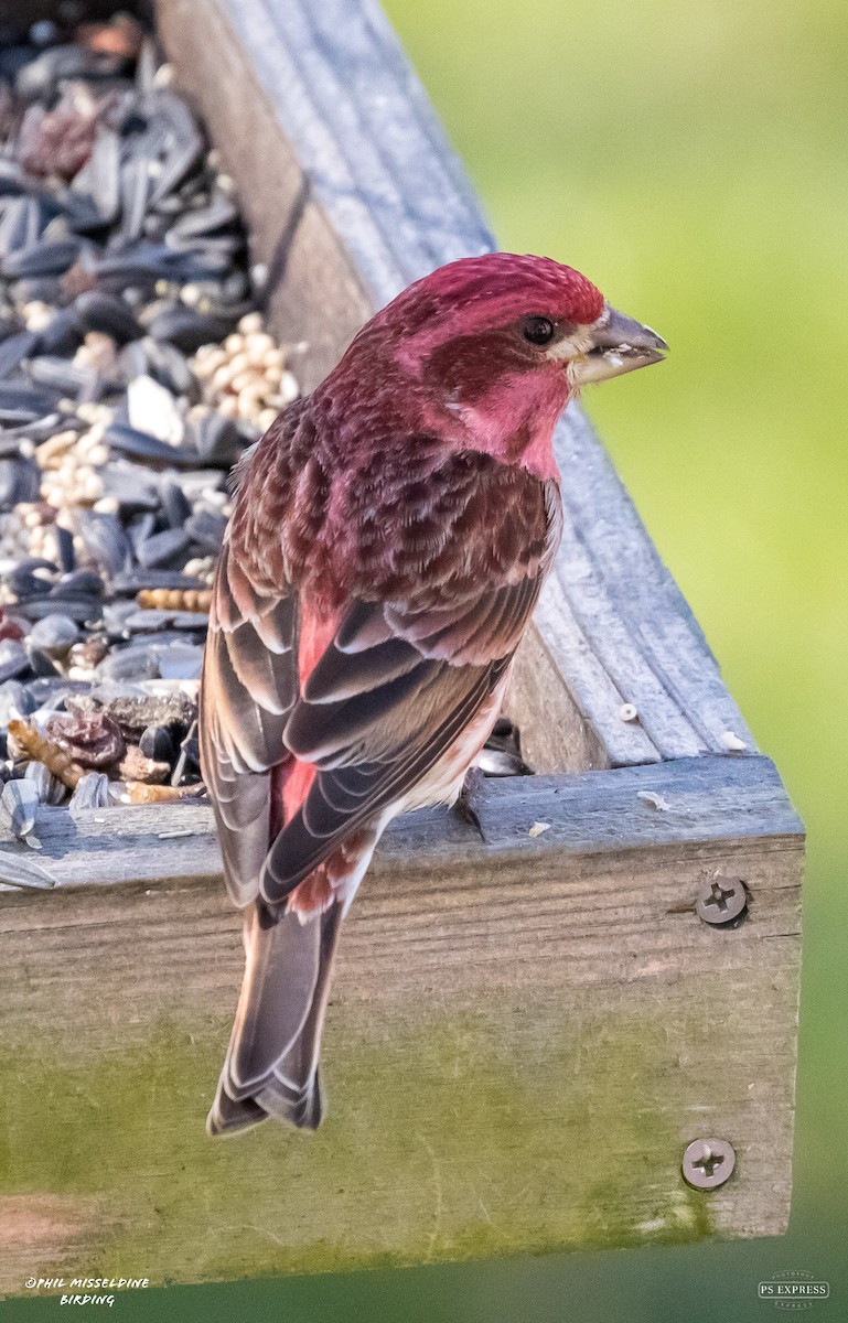 Purple Finch - ML550450531