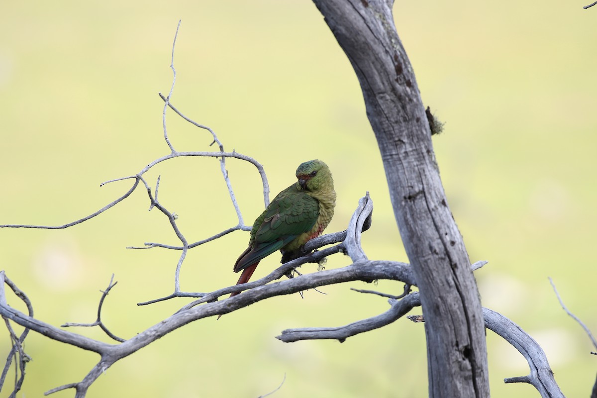 Austral Parakeet - ML550451001