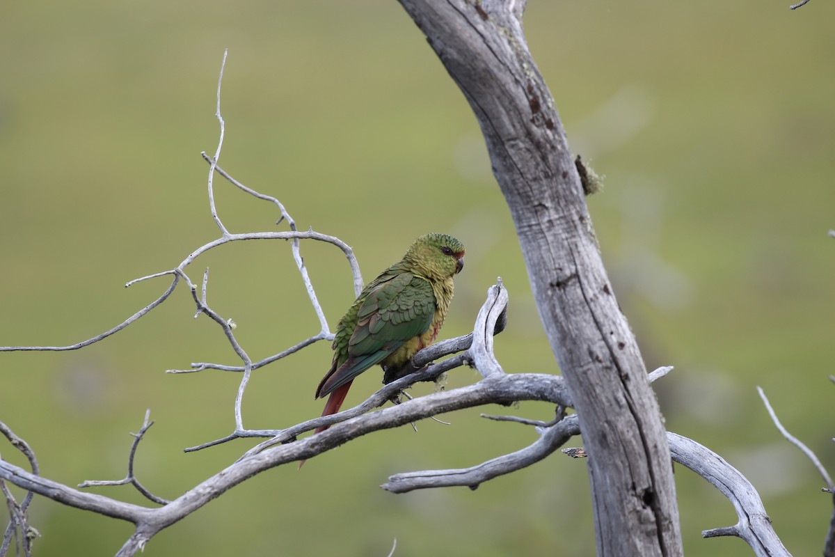 Austral Parakeet - ML550451271
