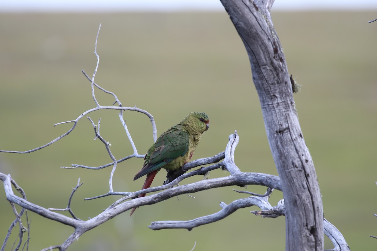 Austral Parakeet - ML550451361