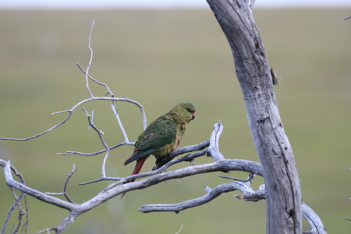 Austral Parakeet - ML550451471