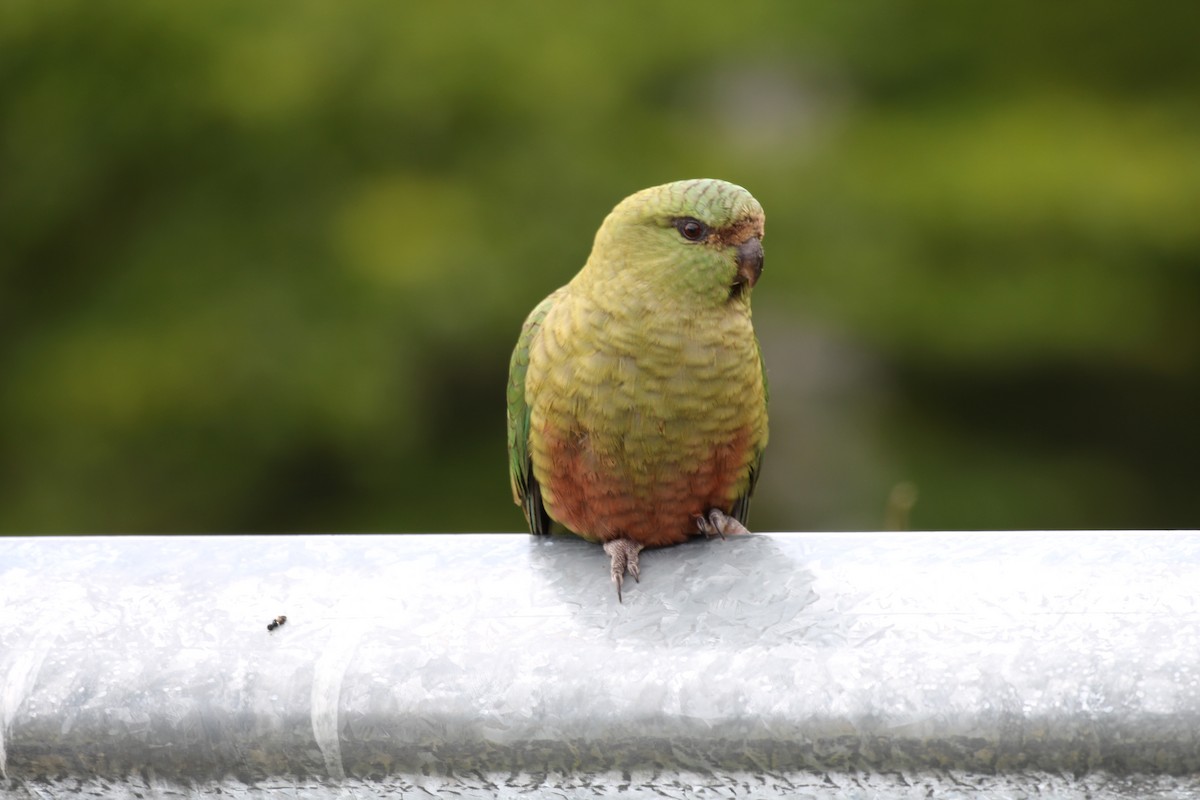 Austral Parakeet - ML550452241
