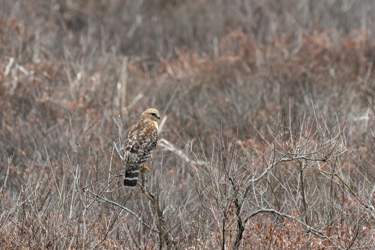 Red-shouldered Hawk - Debbie Rittall