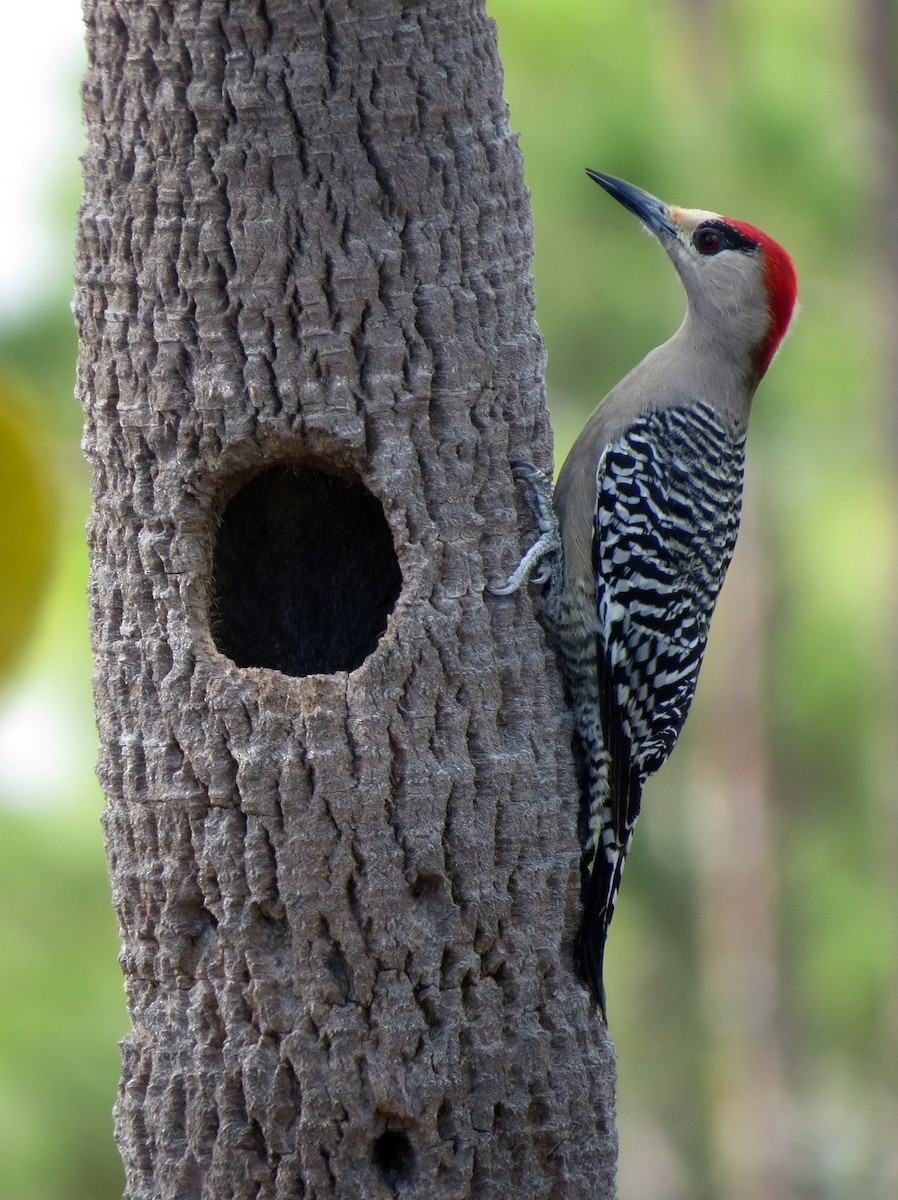 West Indian Woodpecker - Greg Stuart