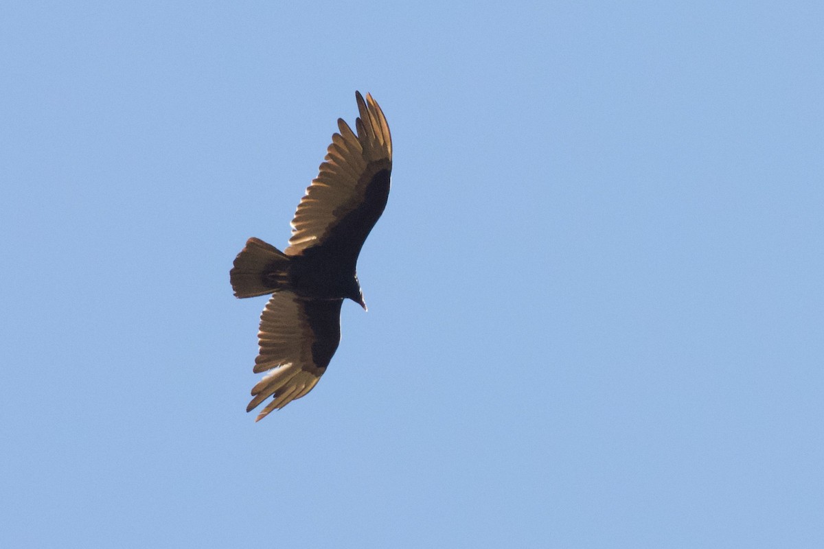 Turkey Vulture - ML550454541