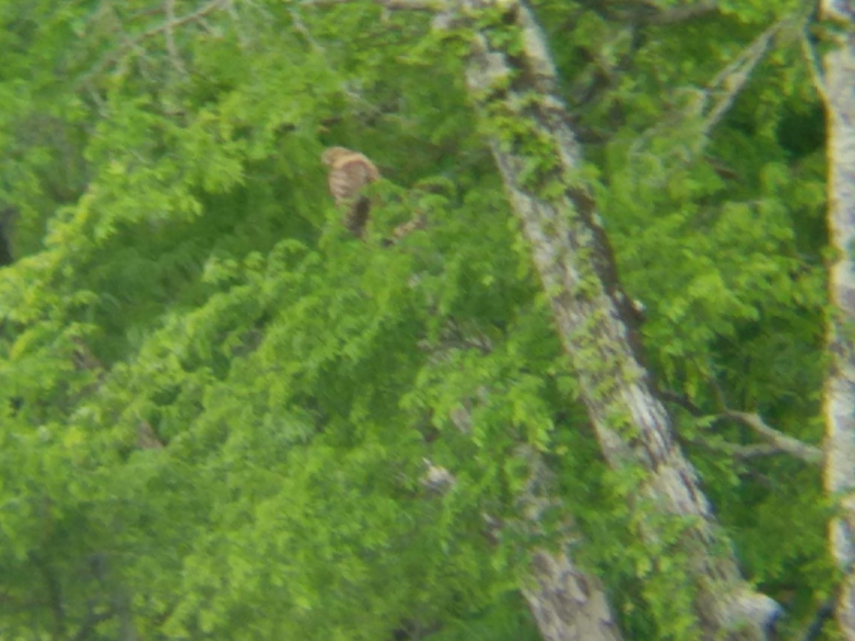 Red-shouldered Hawk - ML55045471